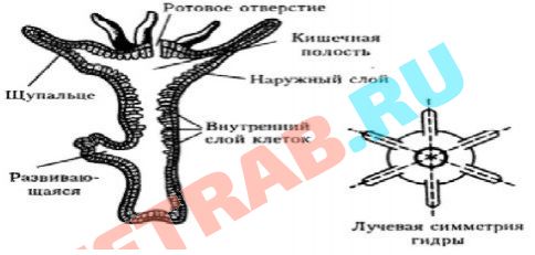 Омг сайт официальный